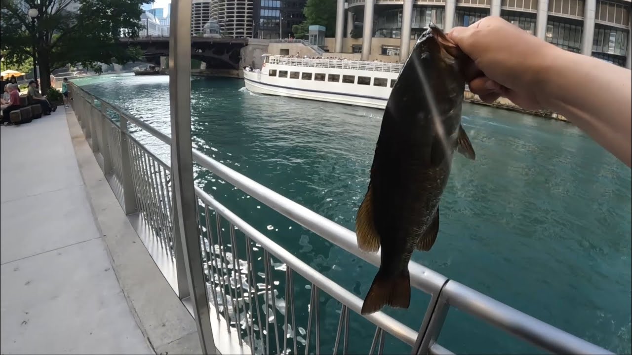 Chicago River Fishing Downtown- Summer 2025 - YouTube