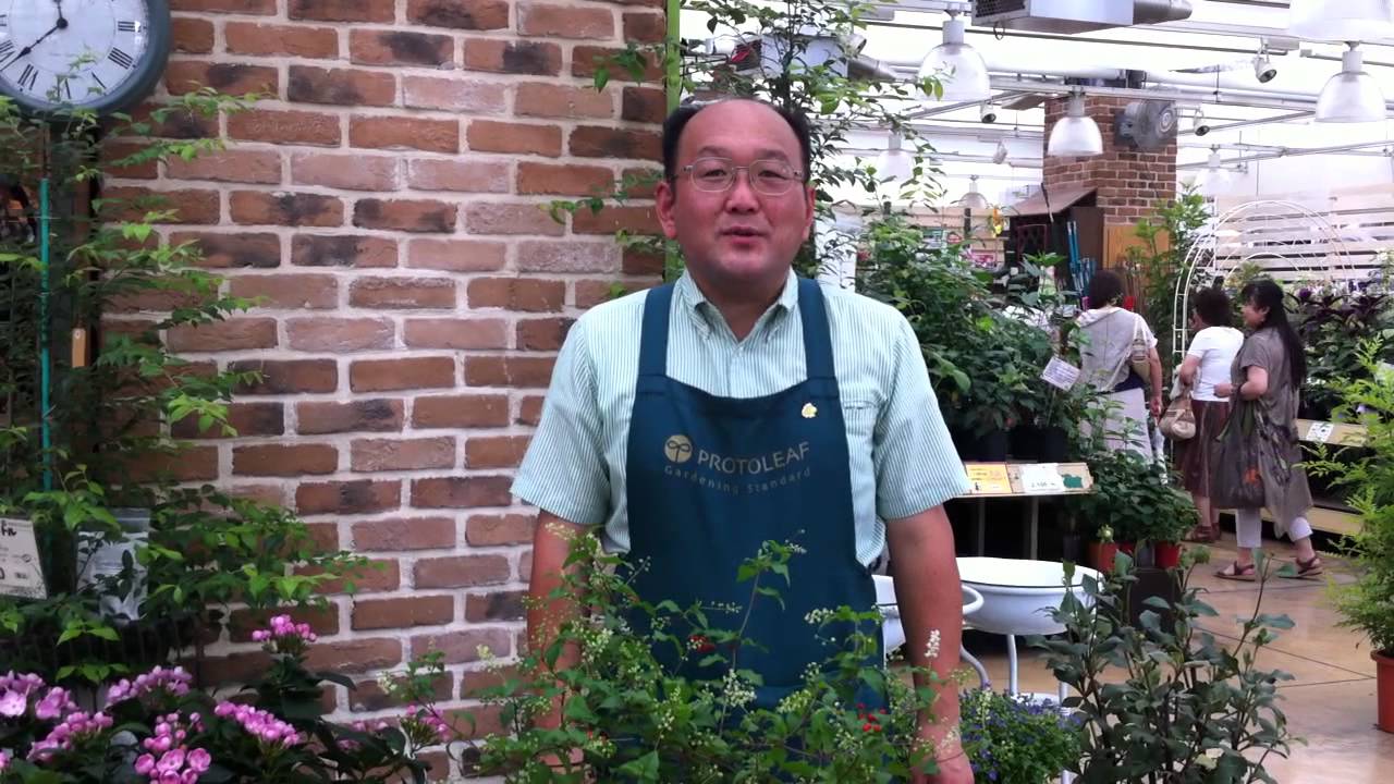 ジュズサンゴの育て方 日常管理 Youtube