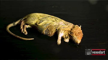Animal Decomposition Time Lapse Dead Rat Decay | vexedart | Vedi Djokich