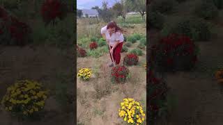 #yuliya #flowers #квіти #квіти_україни #мультифлора #продажа