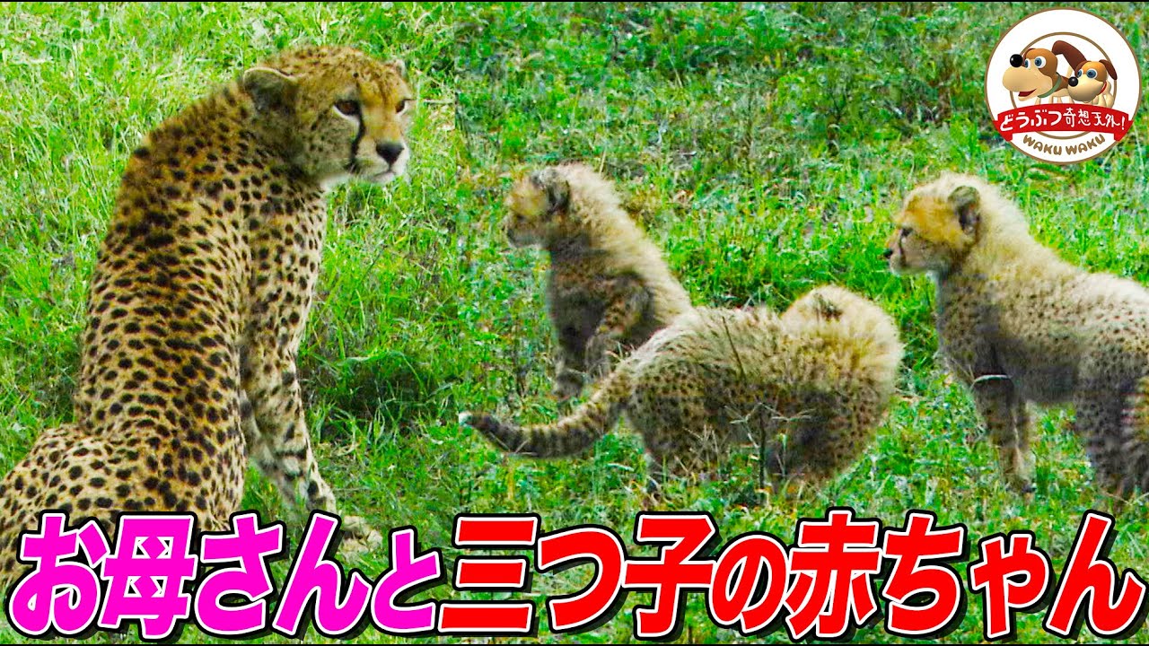 Cheetah Babies] Fluffy as kittens! A peek into the daily lives of