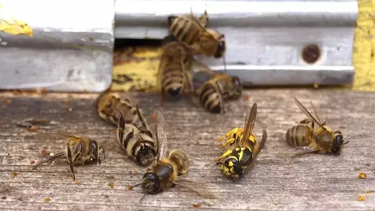 What happens if the bees disappear What happens if the bees disappear
