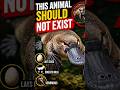 This Animal Should Not Exist 😳