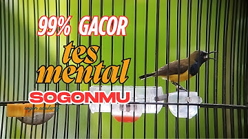 live Pancingan Burung Sogon Malas Bunyi Jadi Gacor ‼️ Terbukti Ampuh