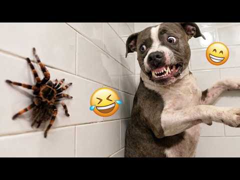 You Will Die Laughing At These Dogs 🐶 Best Animal Video Compilation You Can’t Miss 🤣 #113