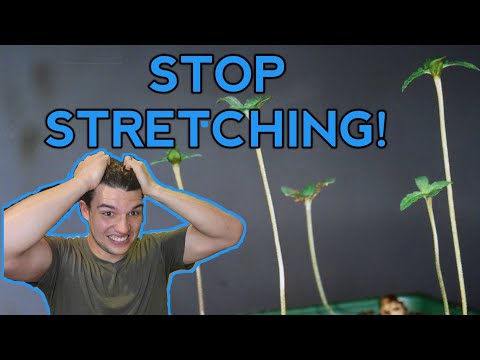 Stop Seedlings From STRETCHING!