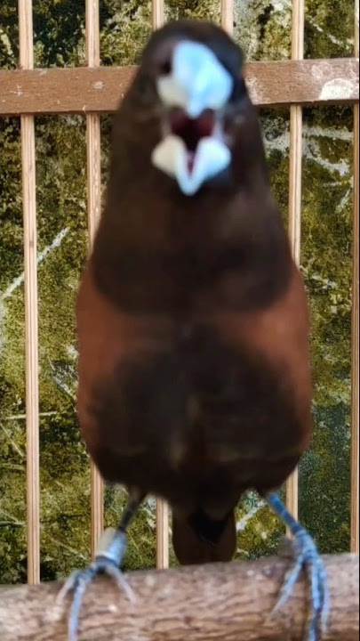 Burung Emprit Gacor