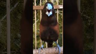 Burung Emprit Gacor