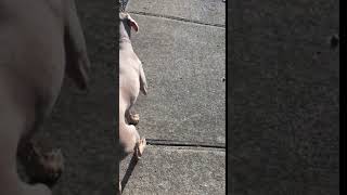 Emma Cooper leash walk (before) 06192017