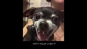 كلب يضحك بقوة 