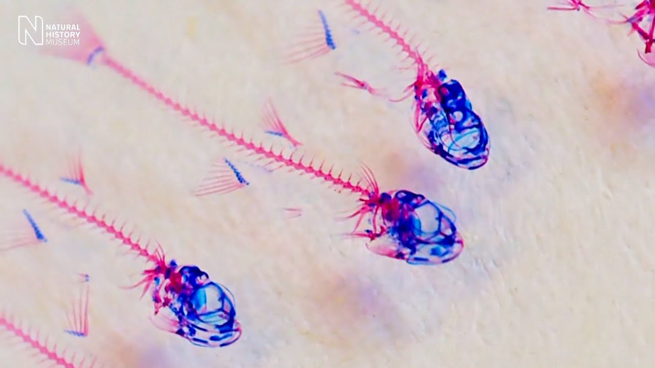 museums in london Fishing for new life | Natural History Museum