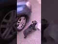 مش قاصد والله