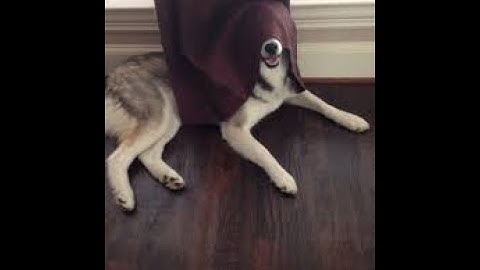 Steganography lab : Hiding in plain sight!