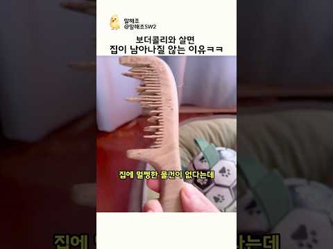 보더콜리와 살면 집이 남아나질 않는 이유ㅋㅋ thumbnail