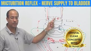 Micturition Reflex | Nerve Supply to Bladder | Micturition Cycle ‍⚕