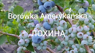 ЛОХИНА/Borówka amerykańska. Вирощування, користь для організма