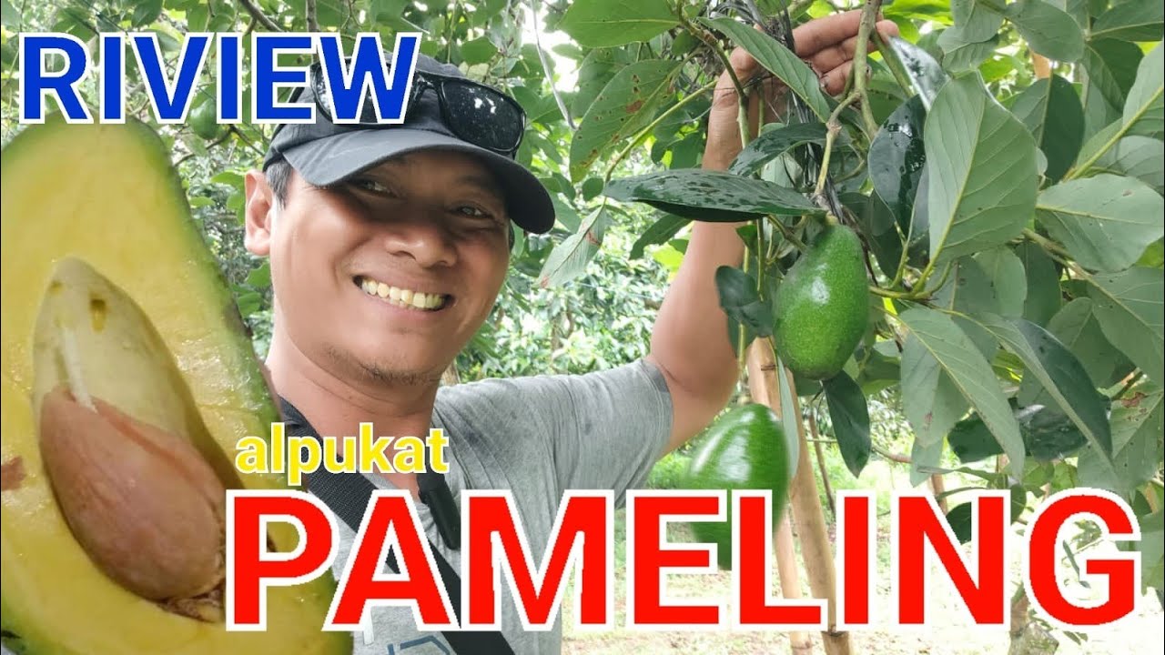 KUALITAS RASA ALPUKAT PAMELING || BOLANG AGRO MALANG #alpukat #arjuna #pameling