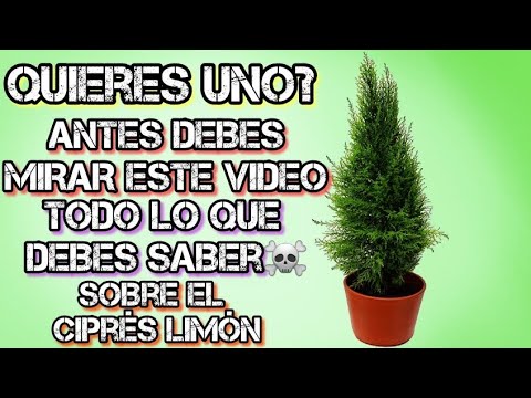 Video: ¿Cuánto mide un ciprés de limón?