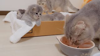 The kitten watching the mother cat eat was too cute.