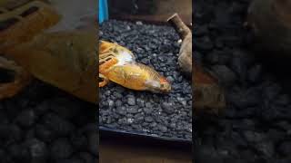 Crawfish Molting