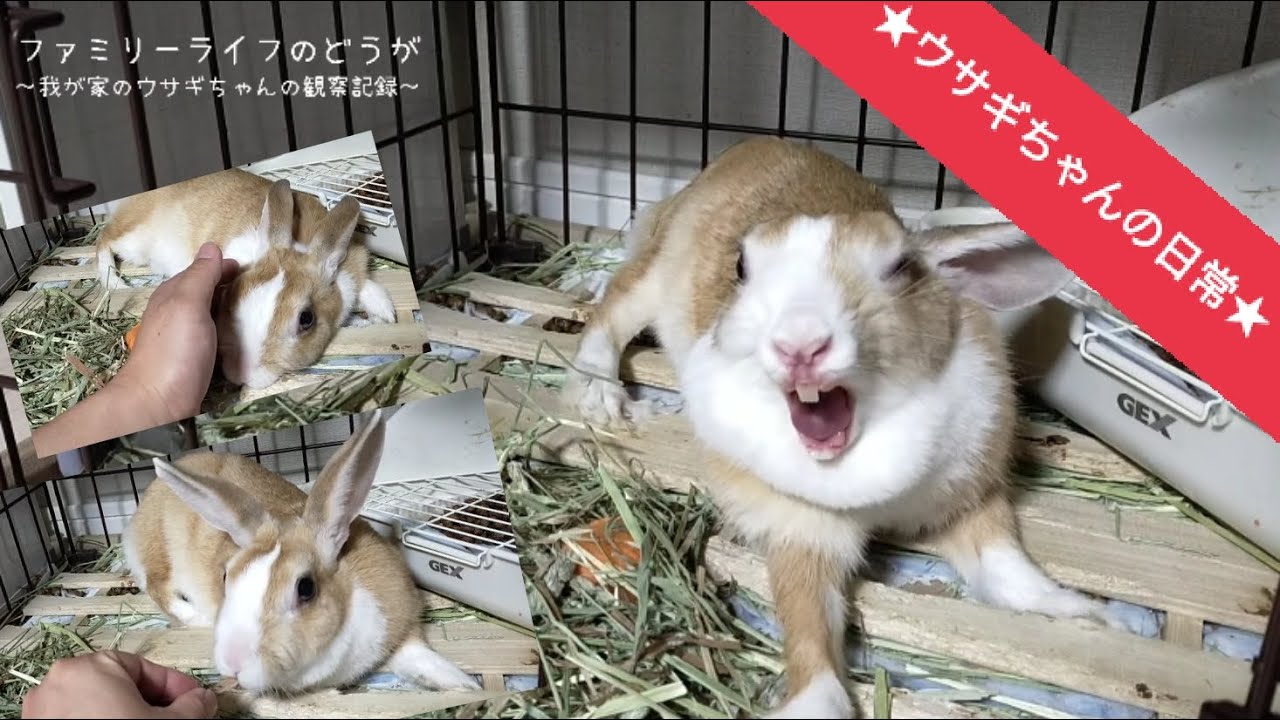 ミニウサギ】ウサギちゃんをのんびり観察♪チモシーあげたり触れ合っ