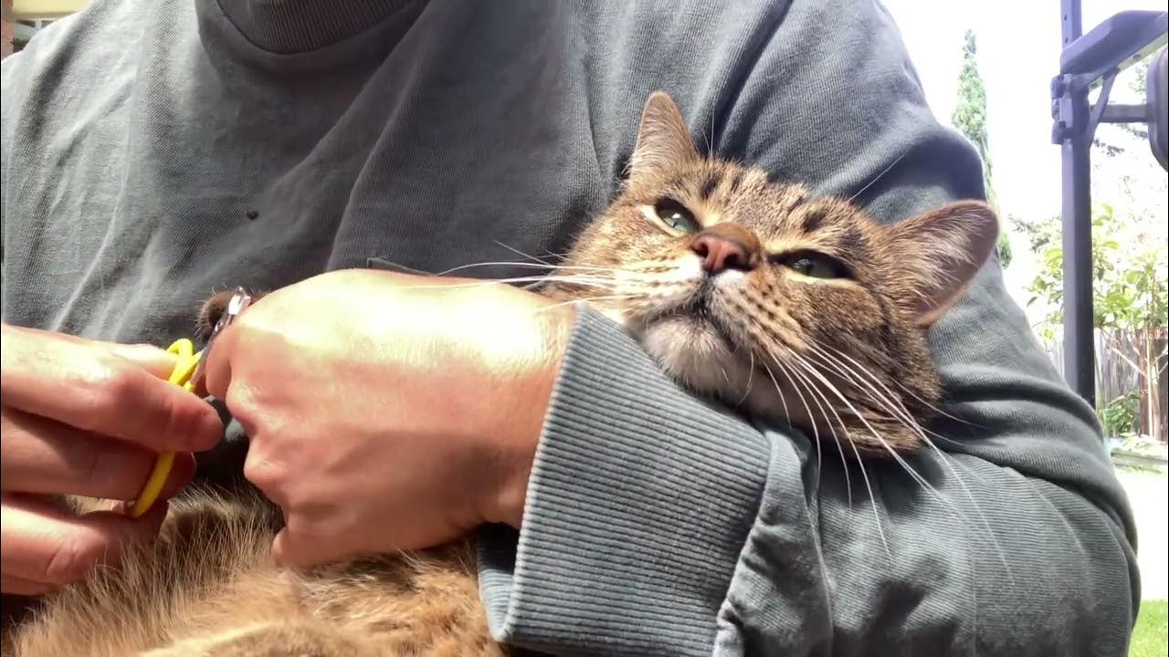 Cat Claws trimming YouTube