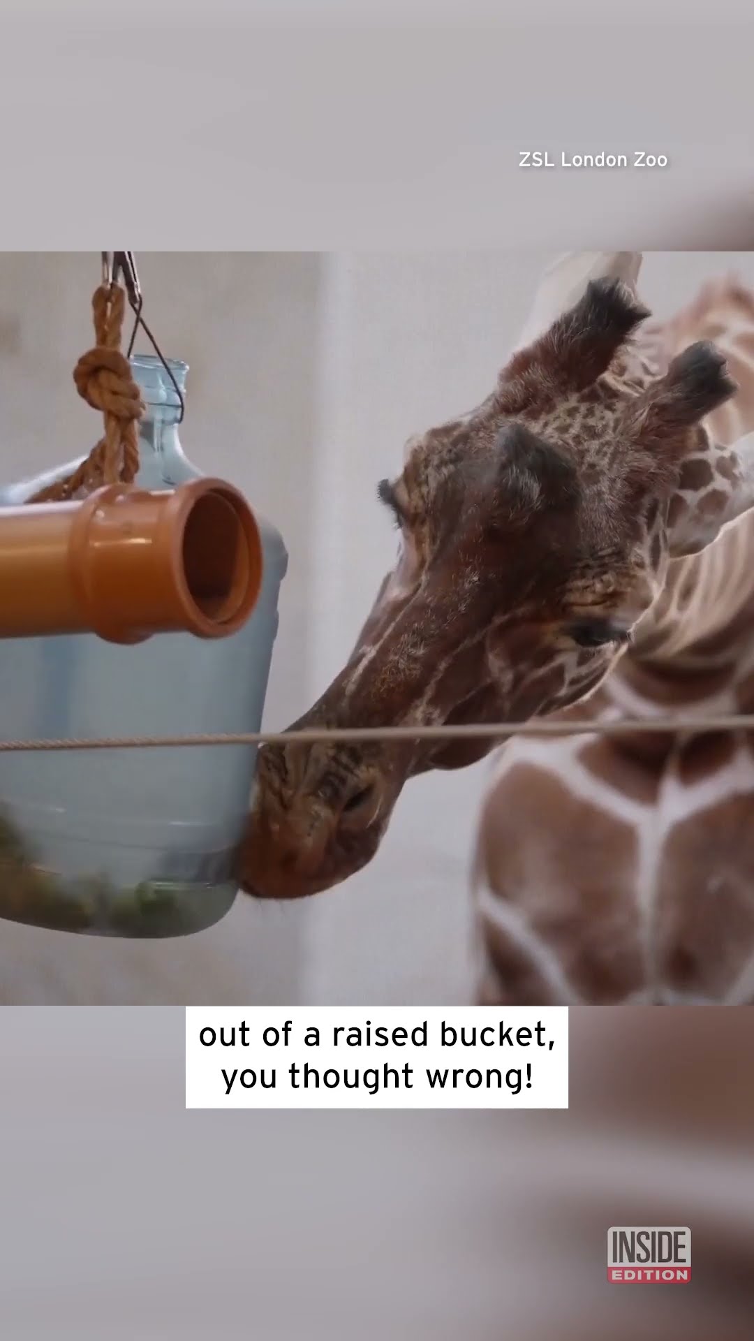 Ever Seen a Giraffe Do That Before? #shorts