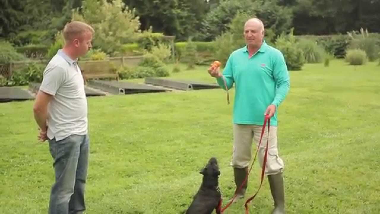 Pack Leader Training Club Scent Work With Jack YouTube