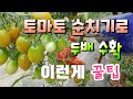 토마토 두배 수확하기 이런게 진짜 꿀팁 곁가지  이용해야 Double the tomato harvest. That's the real tip.