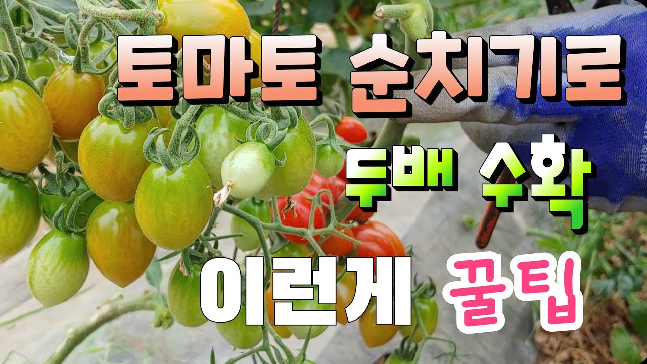 토마토 두배 수확하기 이런게 진짜 꿀팁 곁가지  이용해야 Double the tomato harvest. That's the real tip.