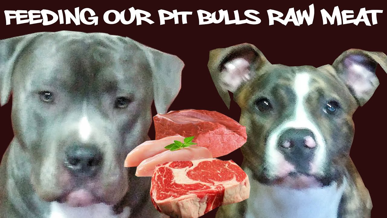 pitbull meat