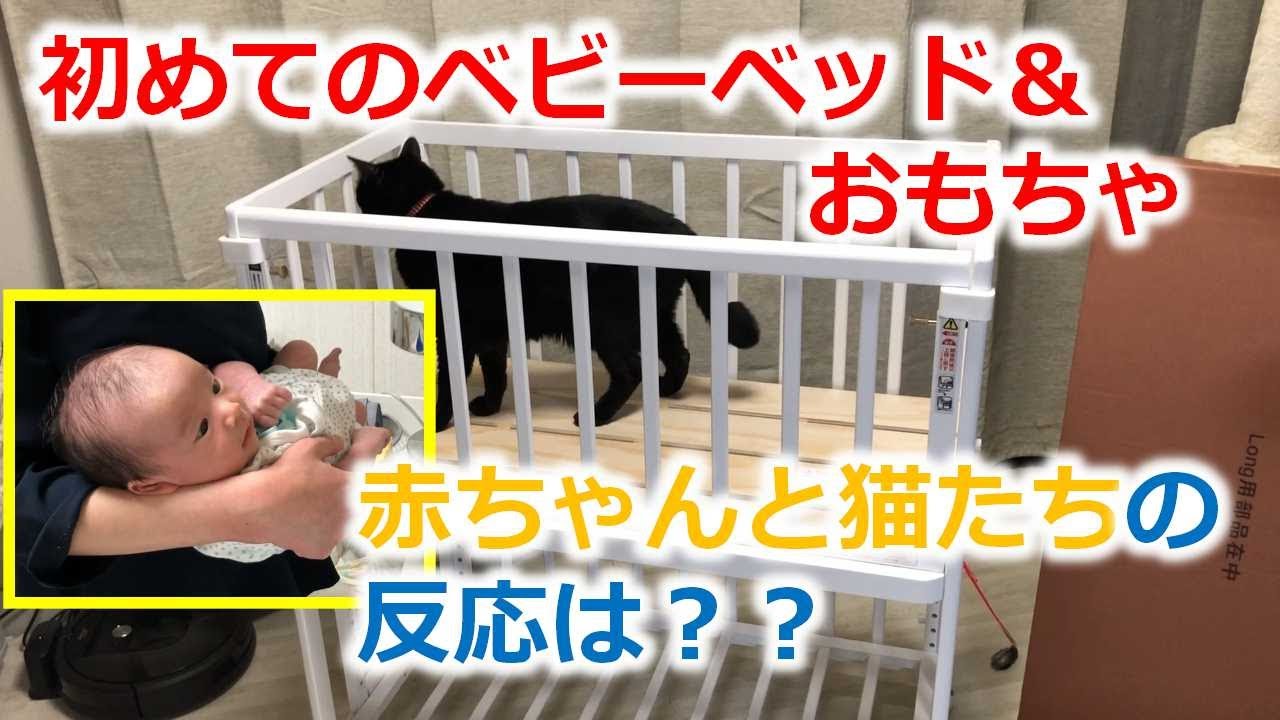 初めてのベビーベッド おもちゃ 赤ちゃんと猫たちの反応は 多頭飼いの我が家 Youtube