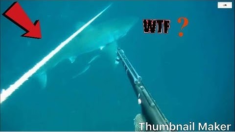 Những tình huống cá mập tấn công kinh hoàng được camera quay lại YGo#34