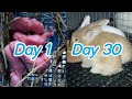 Baby rabbit  1 day to 30 days old  ang cute bilis lumaki