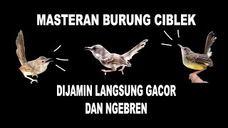 MASTERAN BURUNG CIBLEK || DIJAMIN LANGSUNG GACOR DAN NGEBREN