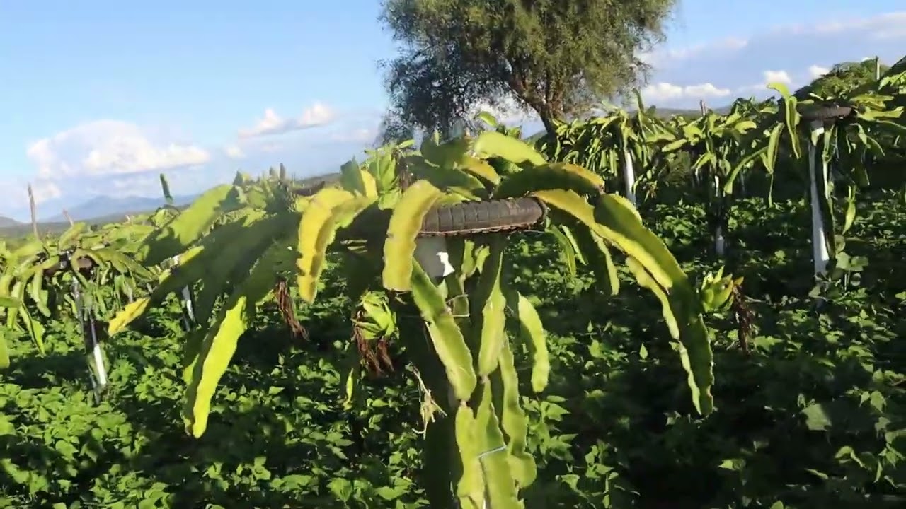 ISIS Golden Yellow Dragon Fruits Seedlings