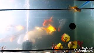 Aquarium Fish//susmita beauty tips