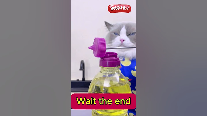 Pancake magic with Puff  #shortvideos #funny #funnyanimal #cat #funnycat #viralvideo #cute #simavlog