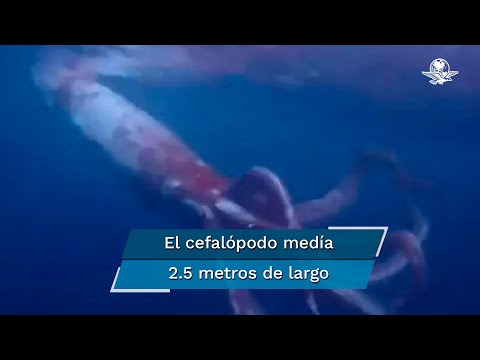 Buceadores logran captar a un calamar gigante frente a costa de Japón