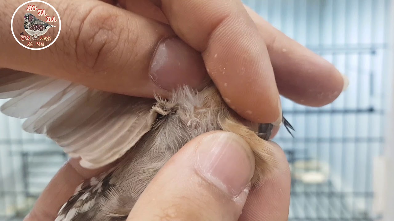 علاج التشحيم عند كل الطيور بطريقتي الخاصة . اسبابه . واضراره على الطير . الدخن الأحمر(التوت البري).