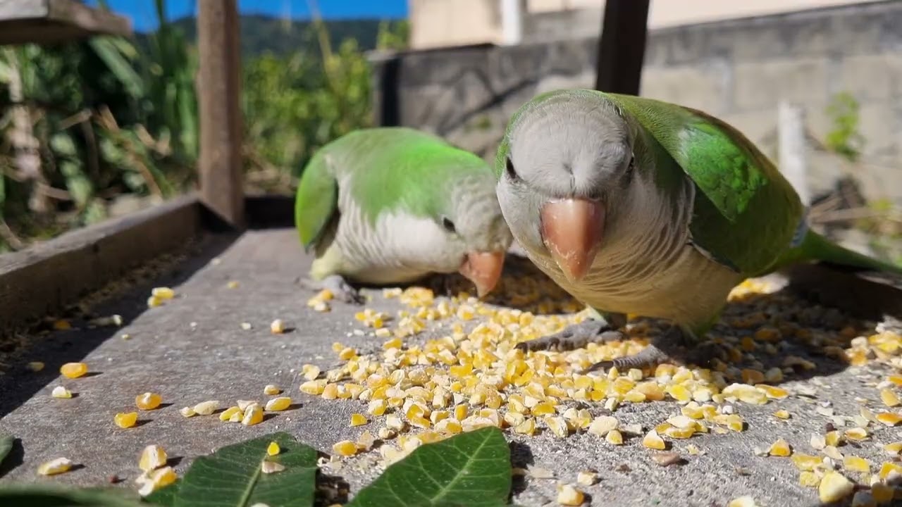 ¡Una visita poco habitual! Cotorras argentinas | Quaker parrot.