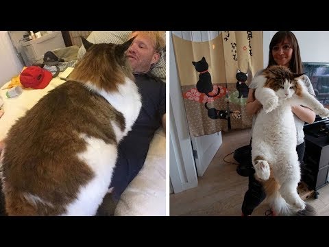 Самые большие кошки в мире! Настоящие коты гиганты...