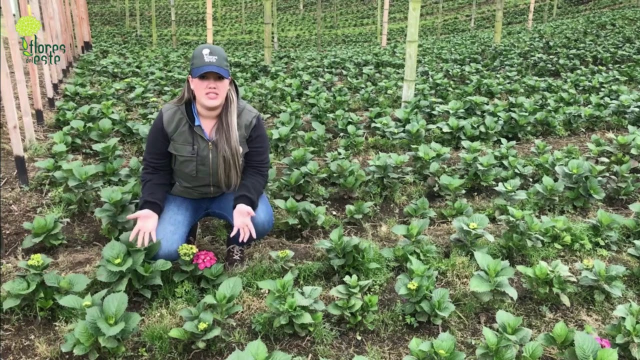 How to produce hydrangeas @ Flores del Este