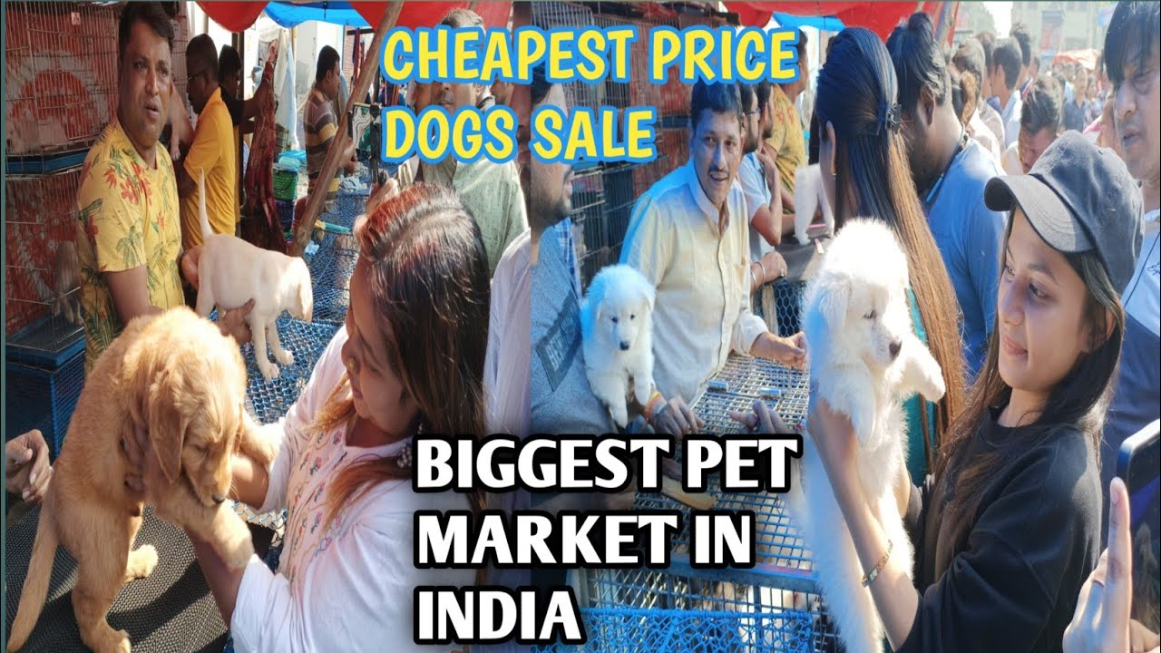 Cheap Price Dog In Kolkata Galiff Street Pet Market Kolkata Recent