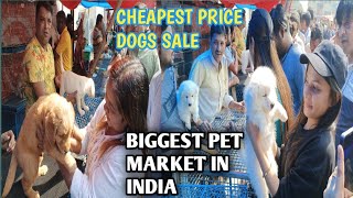Cheap Price Dog In Kolkata : Galiff Street Pet Market Kolkata : Recent Dog Puppy Price Update : Dogs