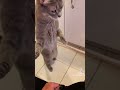 Funny Cat #babysmile #kidsfunnyclips #cute #cutebaby #cat #kitten #kids #kidsactivities