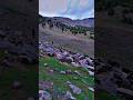 Beautiful Mountain Views with Goats 🐐 | Nature Shorts #shorts #youtubeshorts #explore #nature