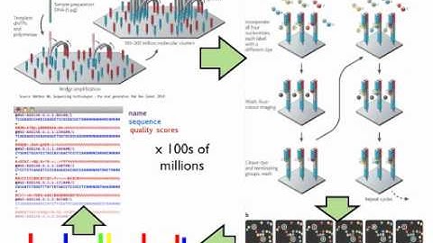 Statistcs for Genomics: Base Calling in Next Gen Data