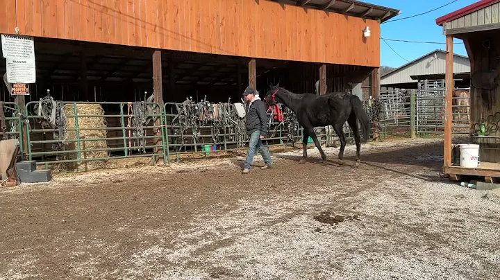 Sold 3891 Bay standardbred mare 15.2H 18 years old $750 plus $40 Coggins deadline 12/5/25 ￼