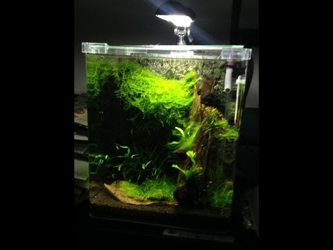 fluval shrimp tank